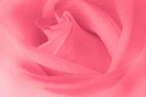 a pink rose with a dark background